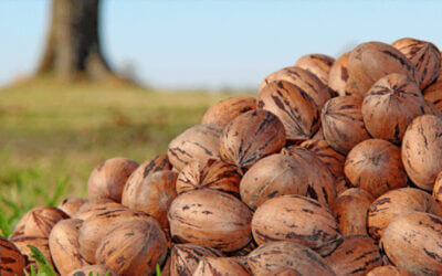Pecan Orchard