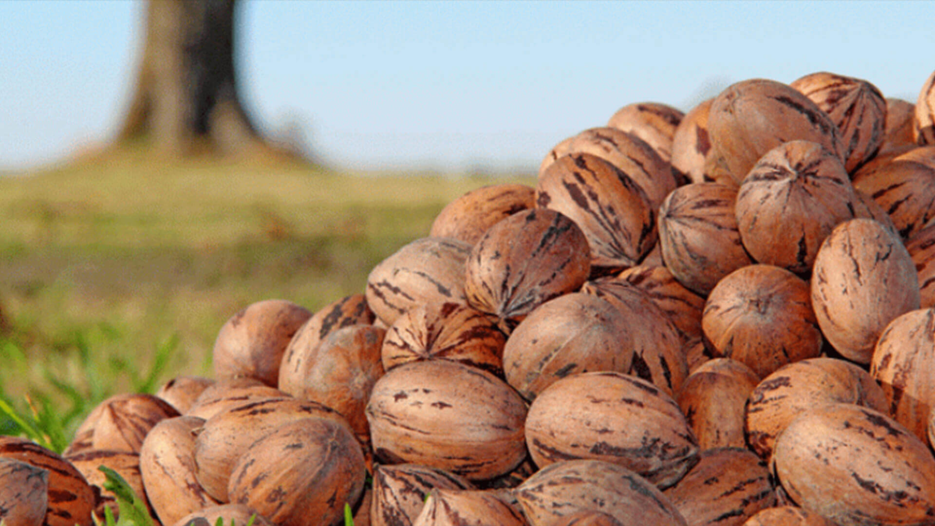 Pecan Orchard