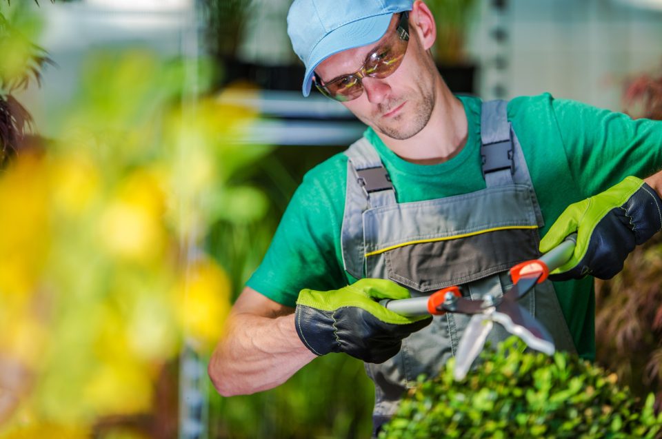 Gardener Trimming Garden Plants During Spring Garden Season.